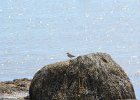 Spotted Sandpiper (20)