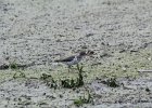Spotted Sandpiper (21)