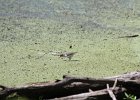 Spotted Sandpiper (22)