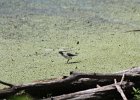 Spotted Sandpiper (24)