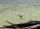 Spotted Sandpiper (25)