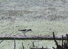 Spotted Sandpiper (26)