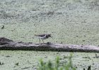 Spotted Sandpiper (27)