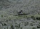 Spotted Sandpiper (28)