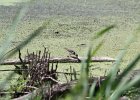Spotted Sandpiper (31)
