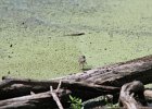 Spotted Sandpiper (35)