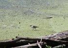 Spotted Sandpiper (36)