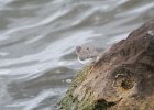 Spotted Sandpiper (37)