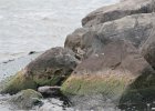 Spotted Sandpiper (38)