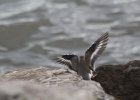 Spotted Sandpiper (39)
