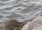 Spotted Sandpiper (40)