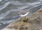 Spotted Sandpiper (41)