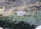 Spotted Sandpiper (42)