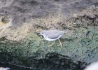 Spotted Sandpiper (43)