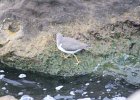 Spotted Sandpiper (44)