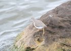 Spotted Sandpiper (45)