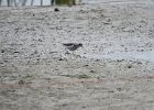 Spotted Sandpiper (46)