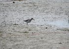 Spotted Sandpiper (47)