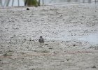 Spotted Sandpiper (48)