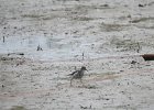 Spotted Sandpiper (49)
