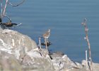 Spotted Sandpiper (5)