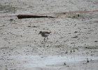 Spotted Sandpiper (50)