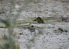 Spotted Sandpiper (51)