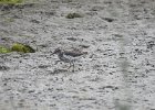 Spotted Sandpiper (52)