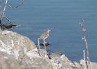 Spotted Sandpiper (6)