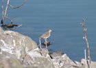 Spotted Sandpiper (7)