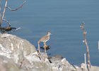 Spotted Sandpiper (8)