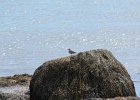 Spotted Sandpiper (9)
