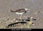 031 - 288 Solitary Sandpiper
