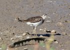 101Solitary Sandpiper (2)