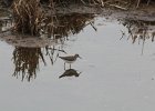 Solitary Sandpiper (21)