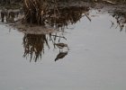 Solitary Sandpiper (22)