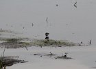 Solitary Sandpiper (23)