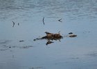 Solitary Sandpiper (24)