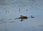 Solitary Sandpiper (25)