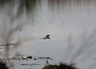 Solitary Sandpiper (31)