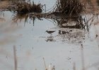 Solitary Sandpiper (33)