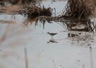Solitary Sandpiper (34)