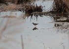 Solitary Sandpiper (35)
