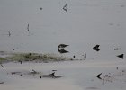 Solitary Sandpiper (36)