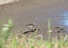 Solitary Sandpiper