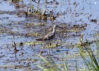 101Greater Yellowlegs