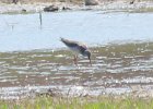 102Greater Yellowlegs