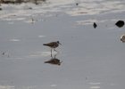 Greater Yellowlegs (10)