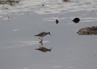 Greater Yellowlegs (11)