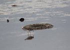 Greater Yellowlegs (12)